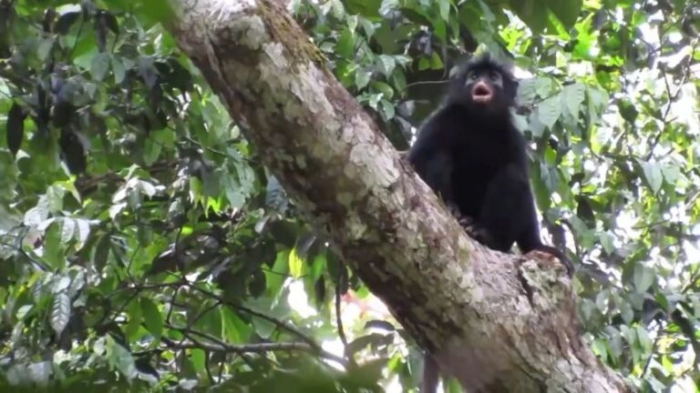 <p>In the rainforests of the Democratic Republic of Congo (DRC), scientists have identified an unknown species of African monkey named <em>Colobus congoensi. </em>Known locally as “Likweli,” the monkey is only the fifth new monkey species identified in Africa the last 75 years. Hidden within a remote region of the Congo Basin, the species remained undocumented despite decades of scientific exploration in Central Africa.</p>