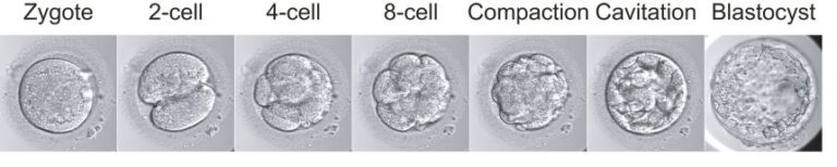 Images of an early human embryo base edited to block the NANOG gene in the first week after fertilization.
