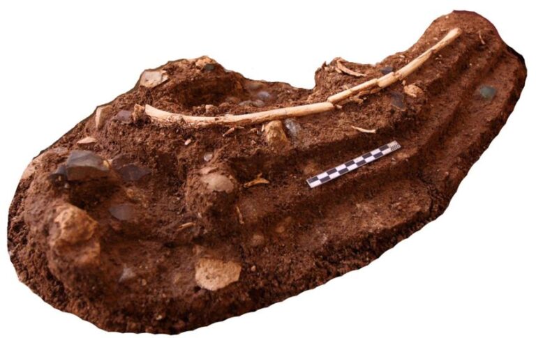A block of cave sediment includes a Stegodon rib surrounded by stone artifacts and rat bones.