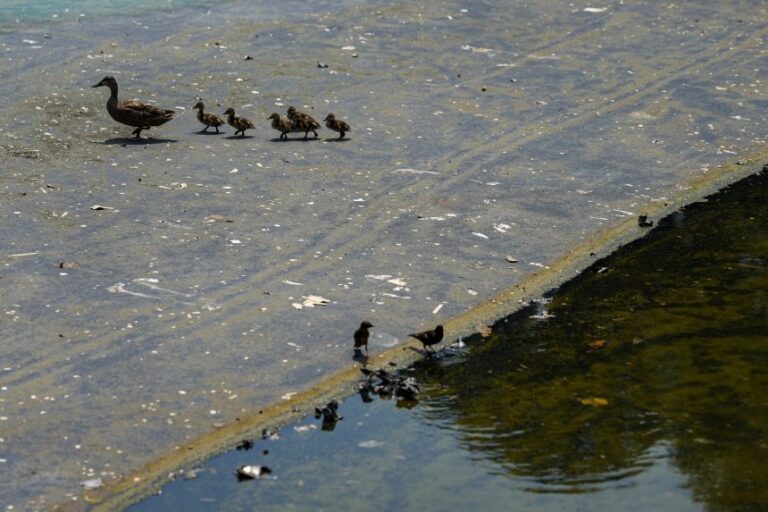 Ducks walk across the drained Lincoln Memorial Reflecting Pool on July 15, 2026.