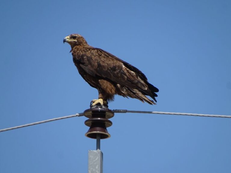 A steppe eagle perches atop an uninsulated power line in Kazakhstan.