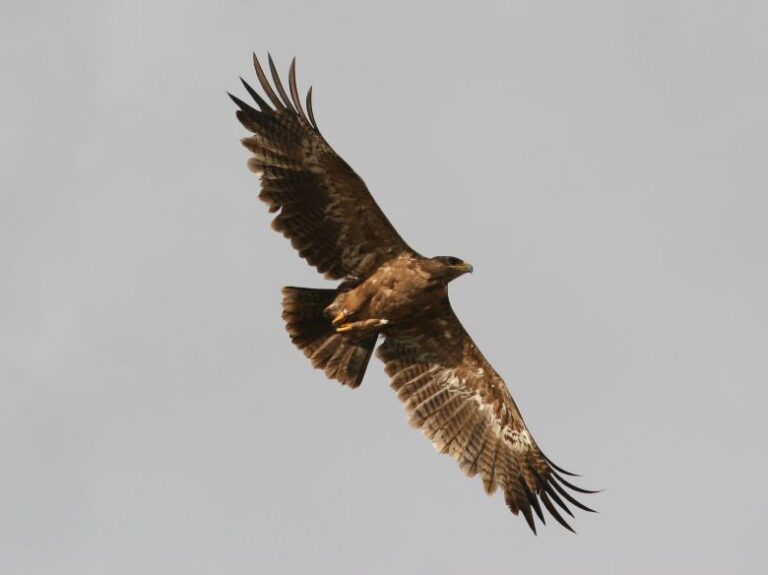 A steppe eagle soars in Kazakhstan. A large majority of the global population migrates to the Central Asian country to breed.