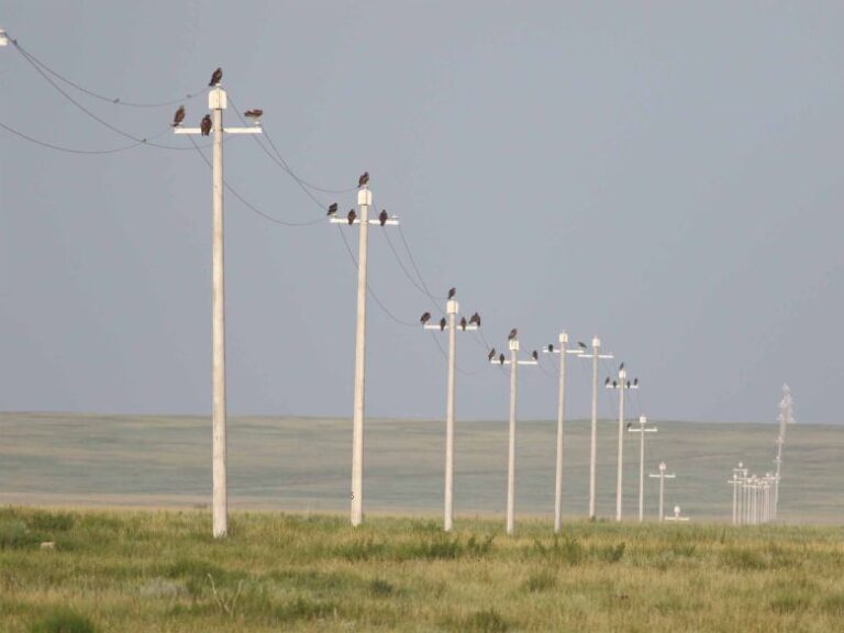Black kites perch on pylons fitted with insulating bird protection devices, installed in Mongolia by a project overseen by the Mohamed Bin Zayed Raptor Conservation Fund.