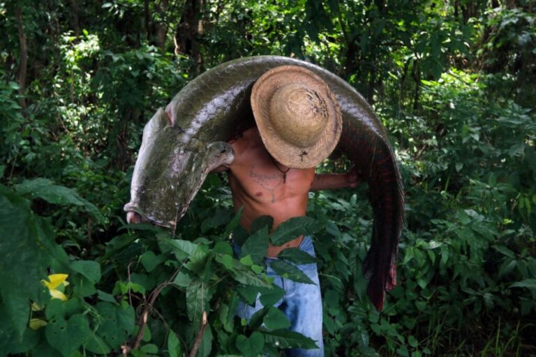 A native to Amazonia's rivers and lakes, the <strong>arapaima gigas</strong> is one of the biggest freshwater fish in the world, measuring an impressive <a href=