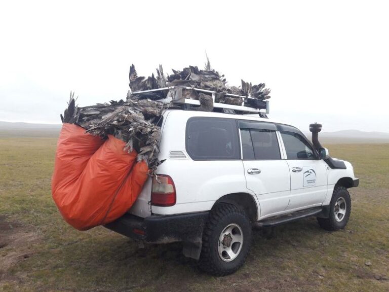A vehicle laden with dead birds recovered along a 50-kilometer (31-mile) stretch of powerline in Eastern Mongolia, 2018.