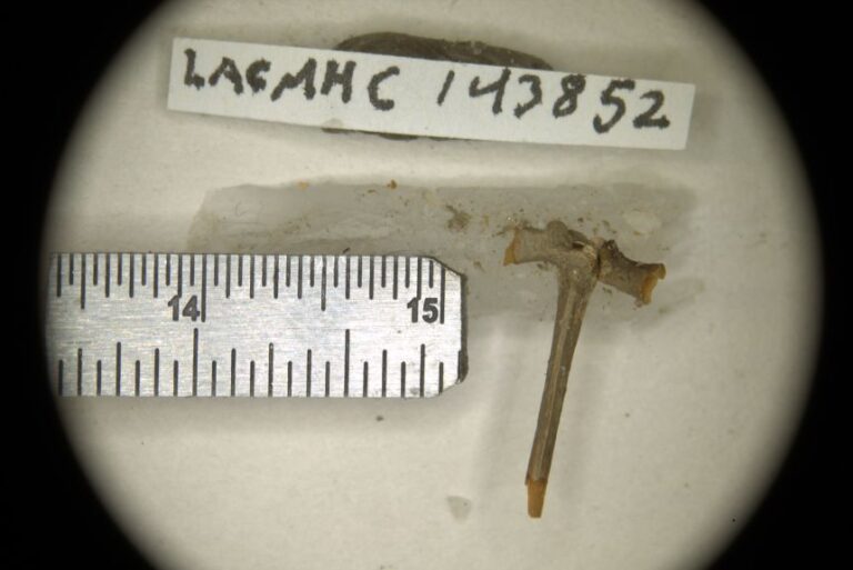 An almost complete sacro-urostyle of a possibly juvenile Spea labrae.