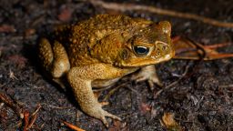 Cane Toad (Rhinella marina) near wetland habitat in Boondall Wetlands in Brisbane Australia on September 19, 2021.