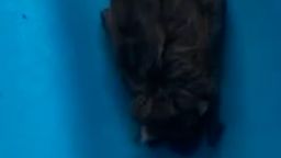 22930540 - bat vertical clean.00_00_17_22.Still001.jpg