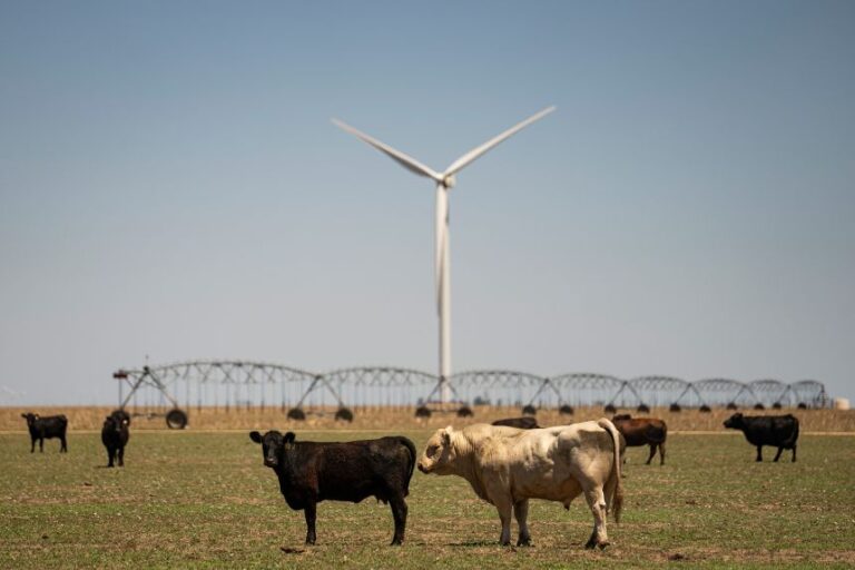 Cows stand in a field in Texas, on June 7.