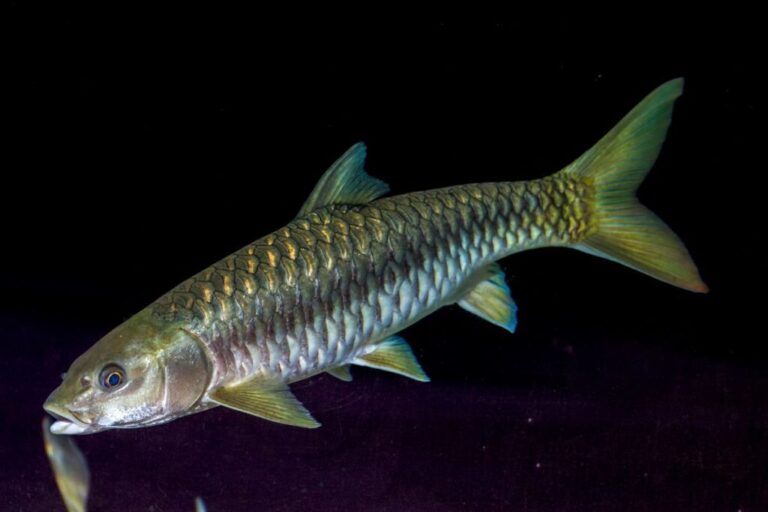 The <strong>golden mahseer</strong>, a game fish of the carp family, inhabits lakes and rivers of India and Southeast Asia. Nicknamed <a href=