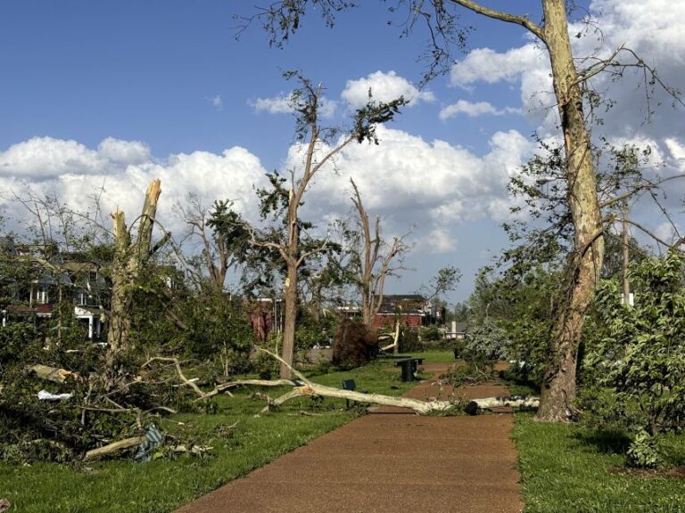 Damaged trees are seen in St. Louis, Missouri, on May 16, 2025, after severe storms swept through the city.