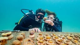 Coral Gardeners’ Founder and CEO Titouan Bernicot, pictured with Rolex Testimonee Sylvia Earle, inspecting coral at the Thai underwater nursery. Bernicot has grown the organization from his teenage bedroom on a tiny atoll in French Polynesia to international acclaim, with Earle serving as an incredible source of inspiration.