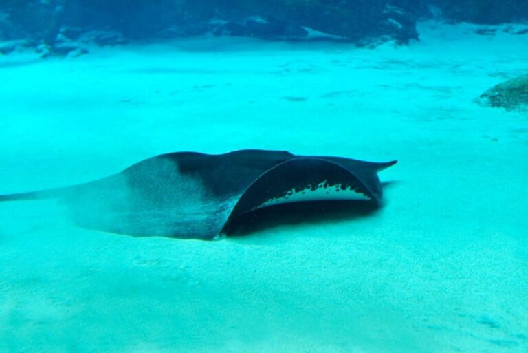 A <strong>Mekong giant freshwater stingray</strong> is pictured sliding along the bottom of sandy, blue waters. Giant freshwater stingrays can be found throughout East Asia, Southeast Asia and Australia, and some species grow up to half the length of a bus and weigh half a ton according to the <a href=