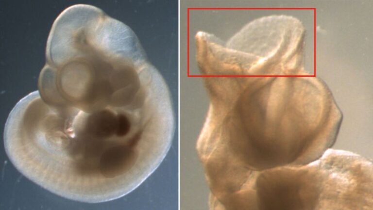 A normal mouse fetus (left) and a fetus with no brain (right) after exposure to QACs.