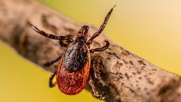 An adult female blacklegged tick (Ixodes scapularis) is shown questing on a stick, 2023.
