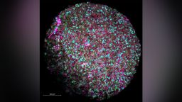 04 organoid intelligence study