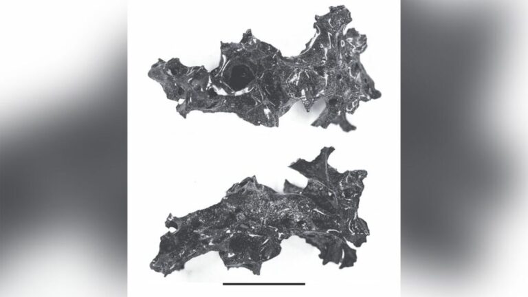 The glass-like remains of the brain.