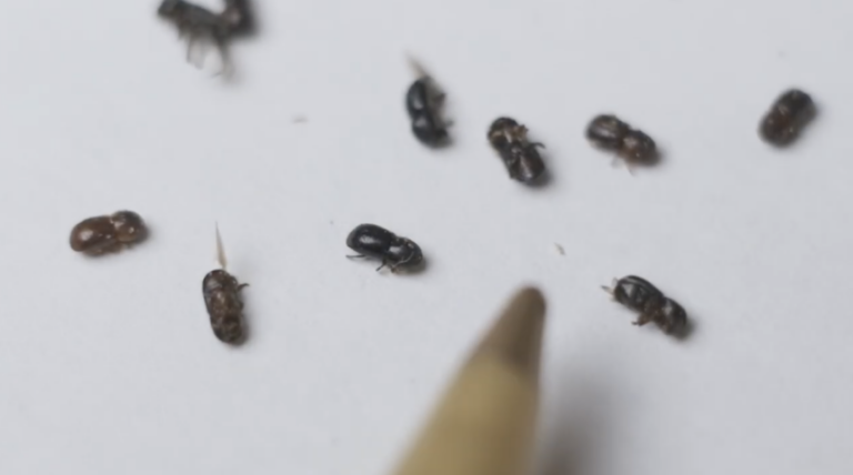 The university has worked for years to find an effective defense against the beetles.