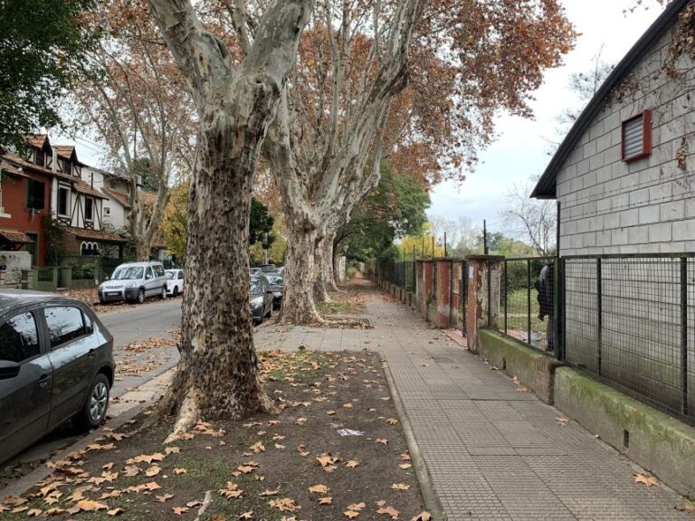 The beetle has made inroads in London plane trees on suburban streets of the Argentine capital of Buenos Aires.