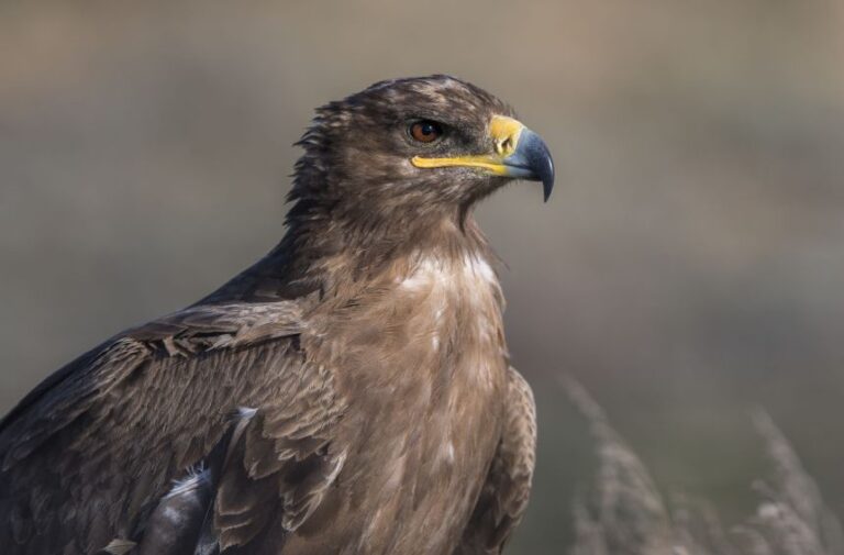 A steppe eagle photographed in Kazakhstan as part of a project conducted by the Frankfurt Zoological Society.