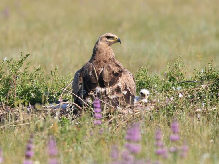 A steppe eagle and chick sit in a nest on the steppe. The raptor nests on the ground, making it susceptible to wildfires — a growing danger.