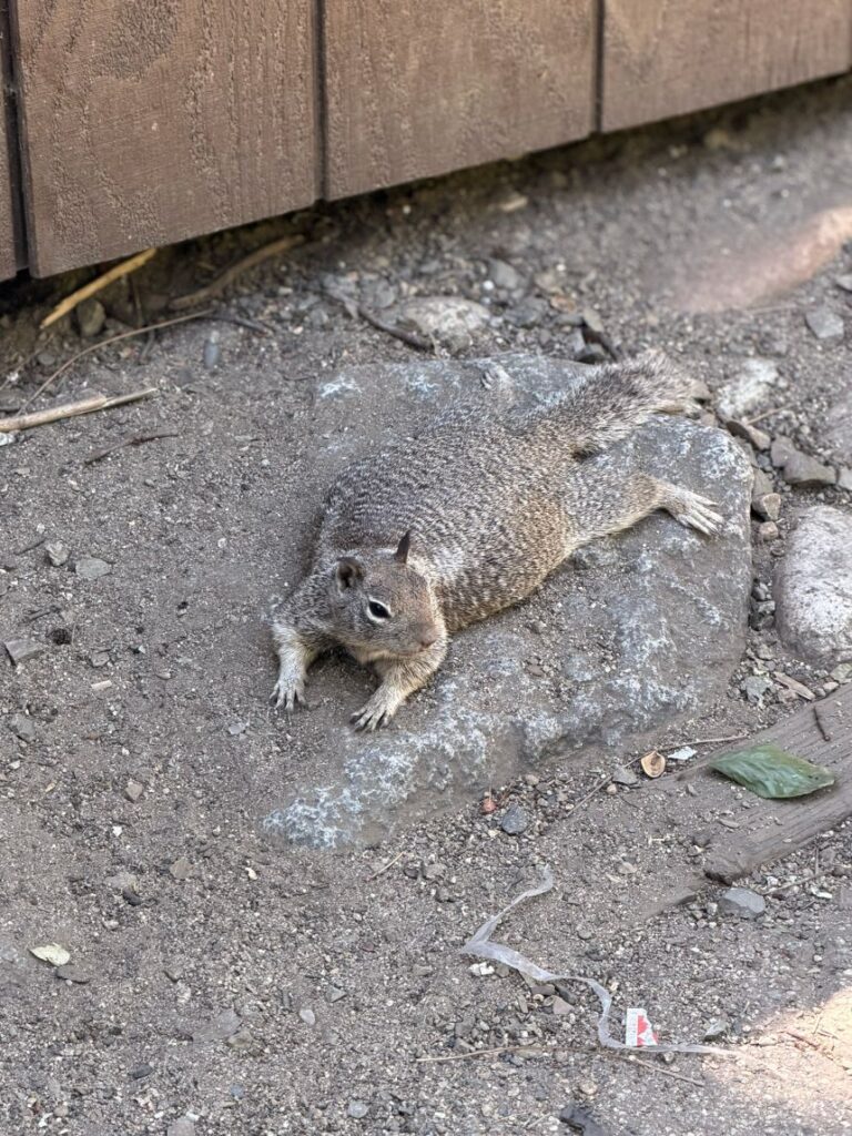 A squirrel roams in the summer in Yosemite National Park.
