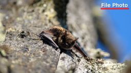 A little brown bat, or Myotis lucifugus, on Vancouver Island, British Columbia, Canada