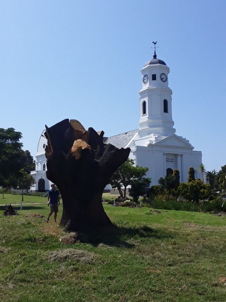 ...before an infestation of borers led to it being felled in a bid to prevent further spreading.