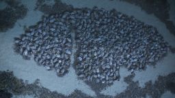 The Fiskardo shipwreck is full of 6,000 Roman amphorae