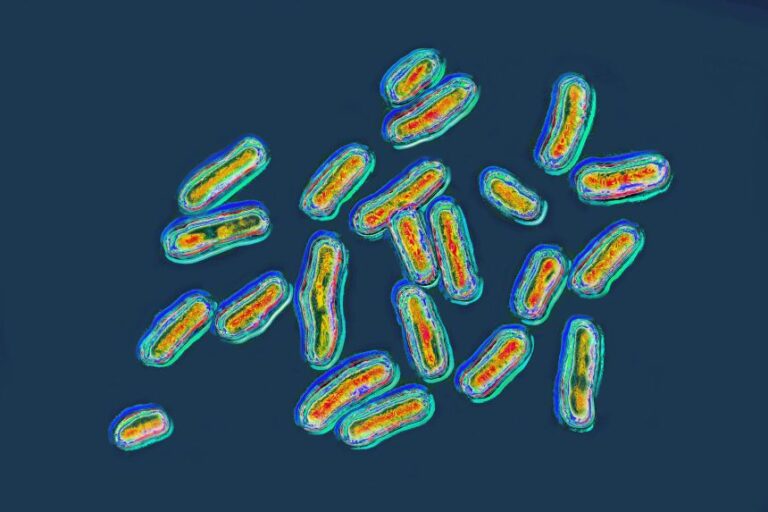 Salmonella symptoms typically start six hours to six days after someone comes into contact with the bacteria.