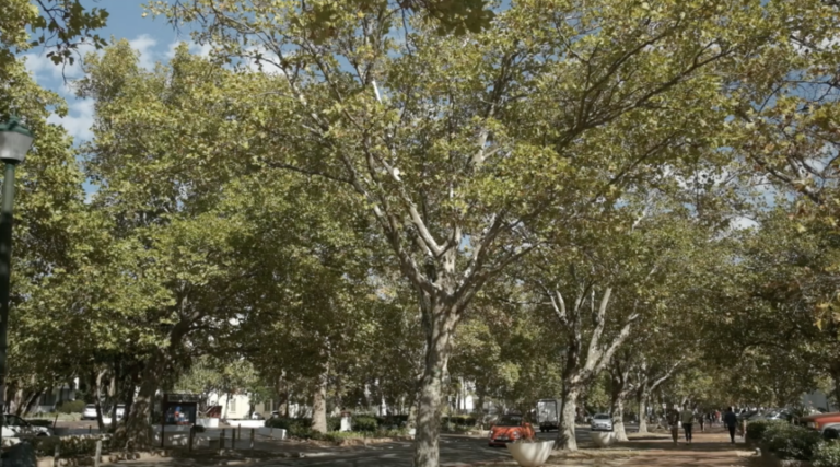 Roets fears entire Stellenbosch streets losing their famous oaks.