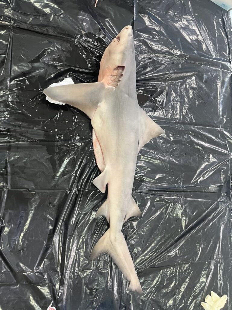 A dead Ganges shark shared with scientists in North Kalimantan, Indonesia in 2026.