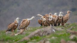 The runner up in the Europe category shows Griffon vultures in Bulgaria.