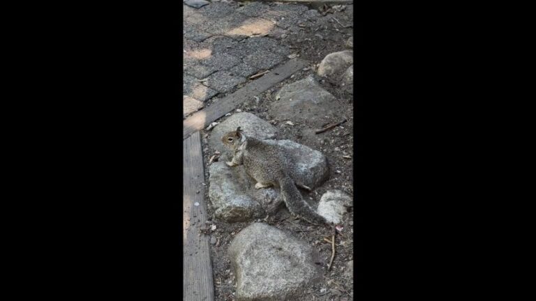 clipped thumbnail - fat-squirrels-yosemite-national-park - CNN ID 22848868 - 00:00:59;25