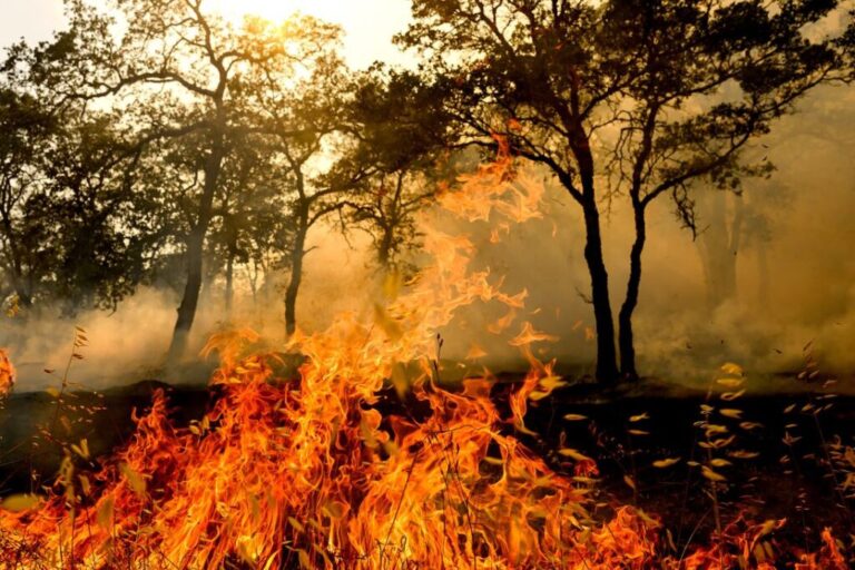 Flames consume vegetation as the Gann Fire burns near Copperopolis, in Calaveras County, California, on Tuesday, Aug. 4.