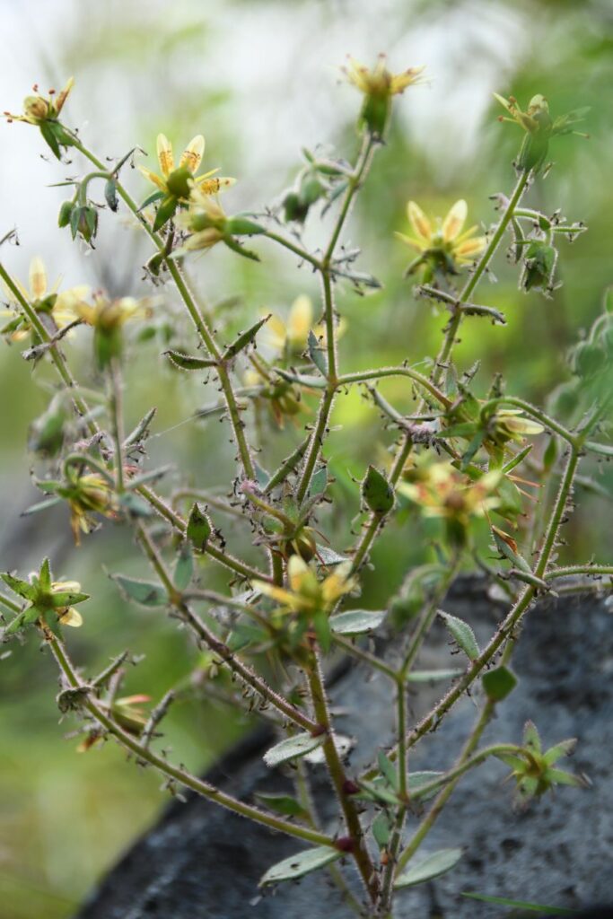 Saxifraga candelabrum uses odors to attract insects and then digests the prey.