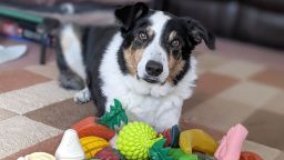 Bryn, an 11-year-old male Border Collie from the UK, knows the names of about 100 toys.