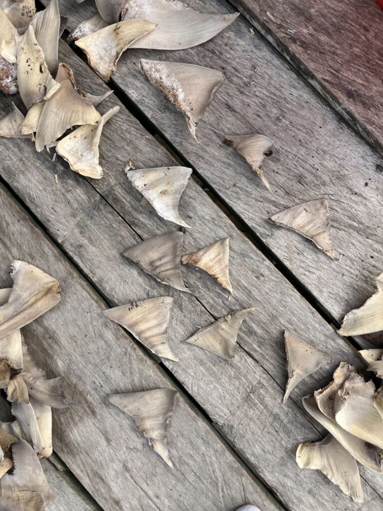 Shark fins drying in North Kalimantan. Researchers analyzed samples and discovered many were from Ganges sharks.