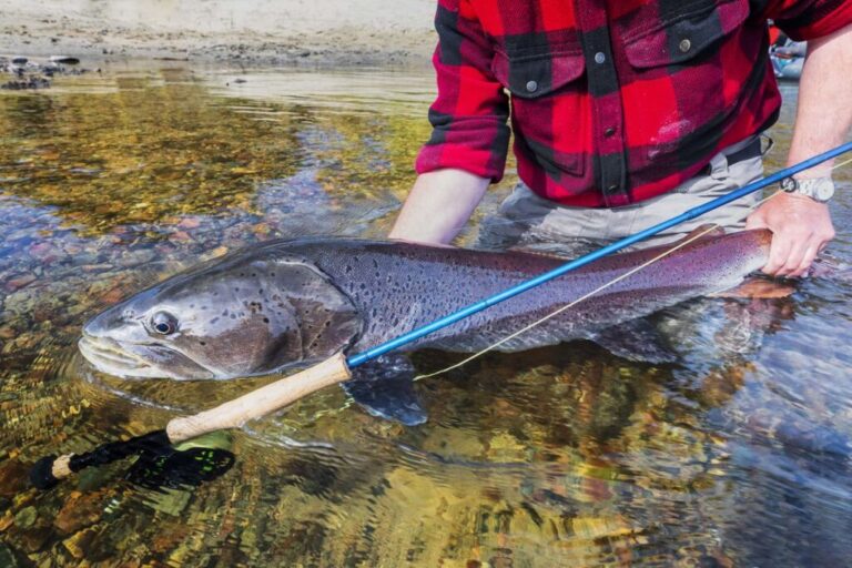 A fisherman holds a large, speckled <strong>Siberian taimen </strong>before releasing it. Dubbed the<a href=