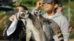 Ring-tailed lemurs look on as children view a solar eclipse at the Japan Monkey Center in Inuyama city in Aichi prefecture, central Japan on May 21, 2012. Millions turned their eyes to the sky on both sides of the Pacific to gaze excitedly as a solar eclipse created a