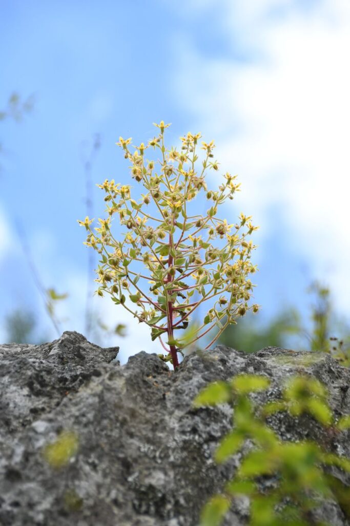 Saxifraga candelabrum grows in its alpine habitat in China.