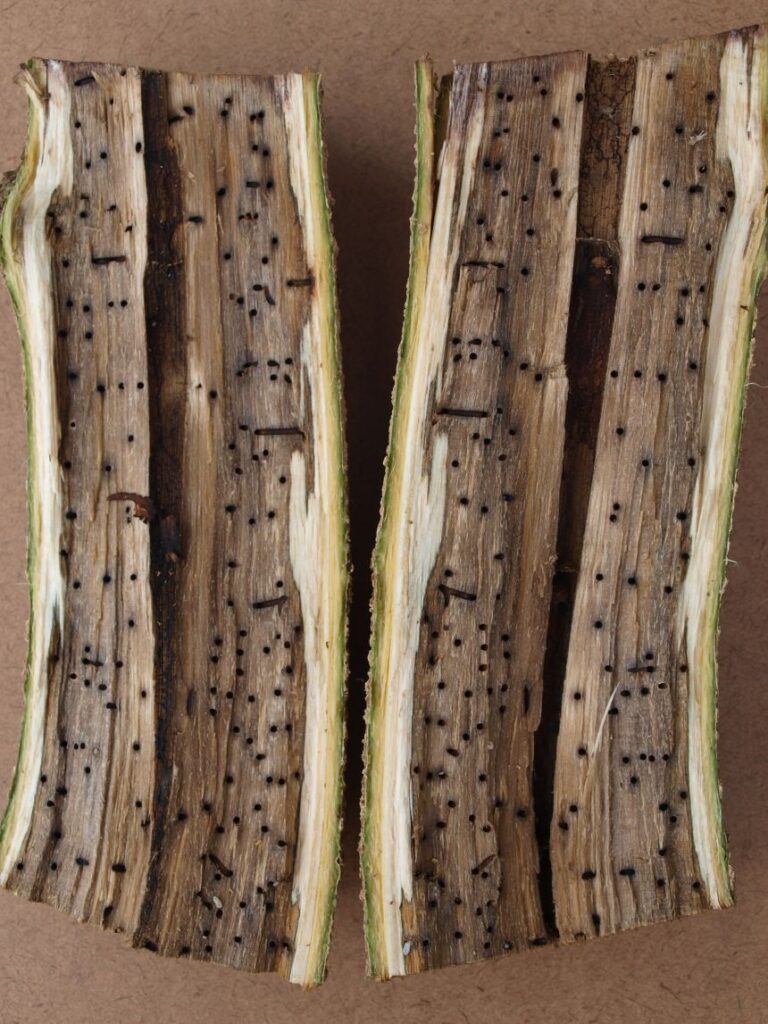 Scores of tiny holes are the telltale signs that the beetle has infested a tree.