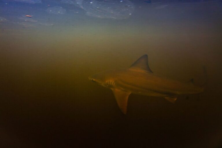 A <strong>bull shark</strong> photographed in the clouded Rio Sirena, Brazil. The bull shark can grow up to <a href=