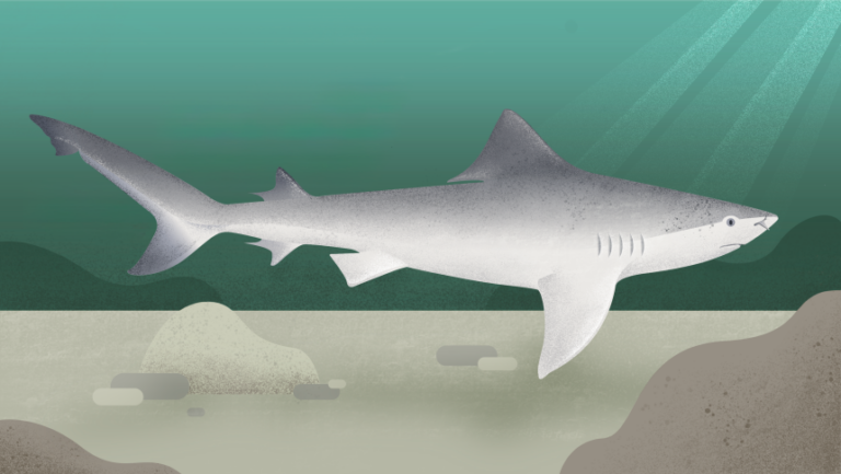 An illustration depicts the elusive, critically endangered Ganges shark.