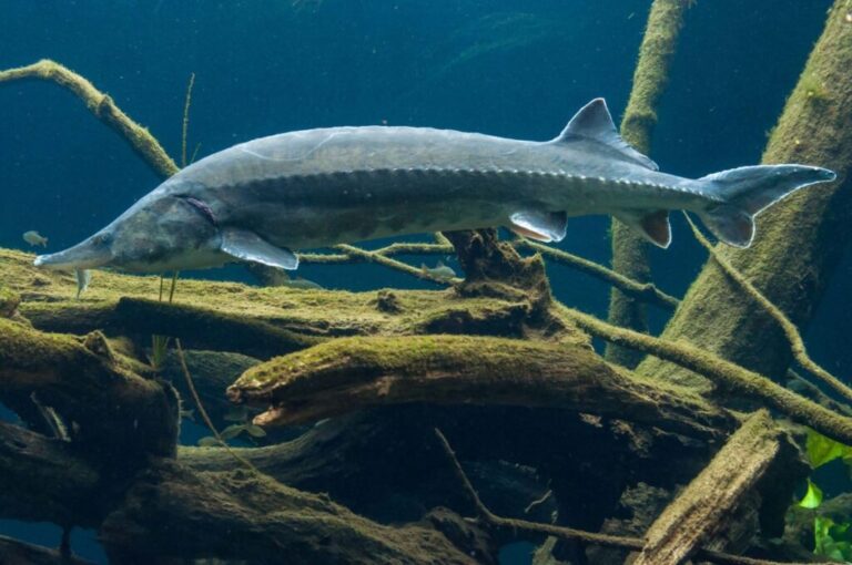 The <strong>beluga sturgeon</strong> can grow up to <a href=
