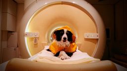 Trained pet dogs remained awake during fMRI scans as researchers measured their brain activity while they viewed images of human faces expressing happiness, anger, fear and sadness.