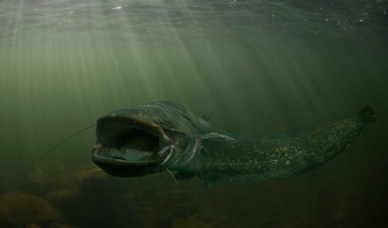 The <strong>wels catfish</strong> is a nocturnal predator native to rivers and lakes of central Europe and western Asia. It is <a href=