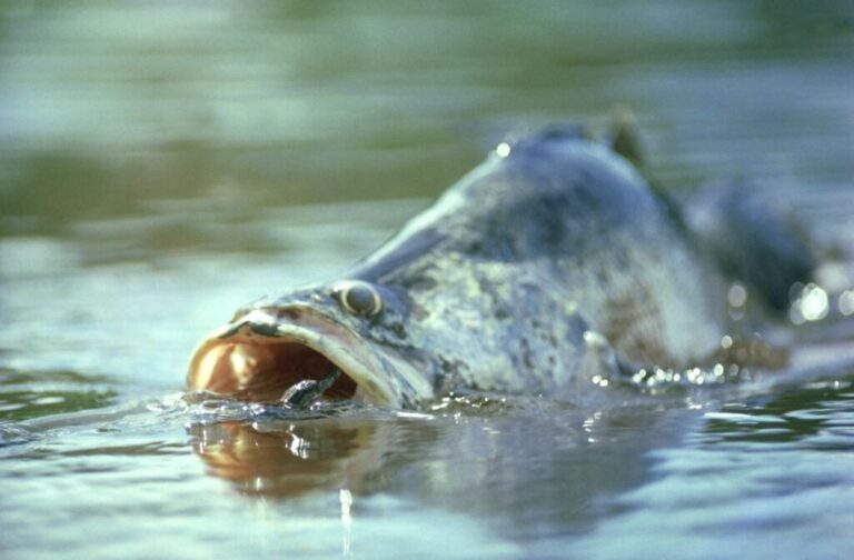 A <strong>Nile perch</strong> photographed preying on a baby crocodile in Uganda. Residing predominantly in the Nile and other African rivers and lakes, the Nile perch can grow to <a href=