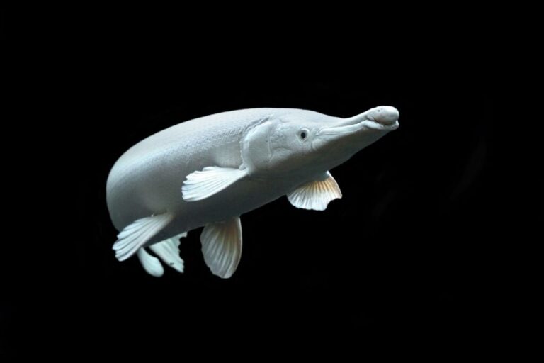 A dart-shaped, <strong>platinum alligator gar</strong>. The alligator gar is found only in the southern waters of the United States. A large freshwater fish measuring up to <a href=