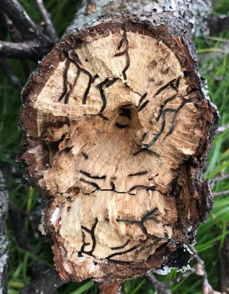 Infested trees can die a slow death.